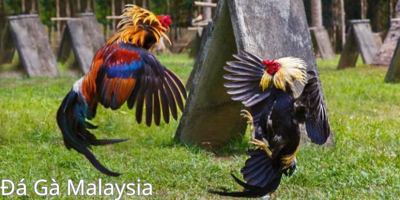 Đá Gà Malaysia - Một Số Điều Về Thể Loại Đá Gà Hấp Dẫn